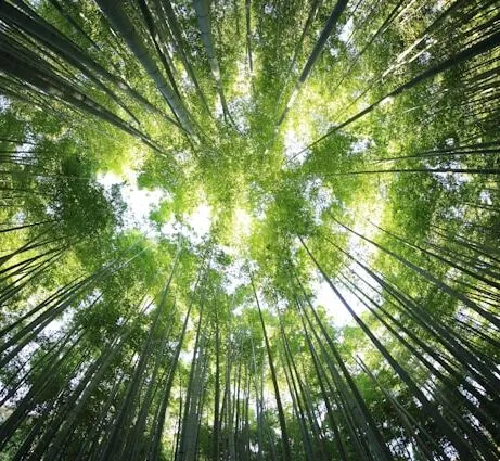 Olhando para cima e vendo o topo de árvores em uma floresta